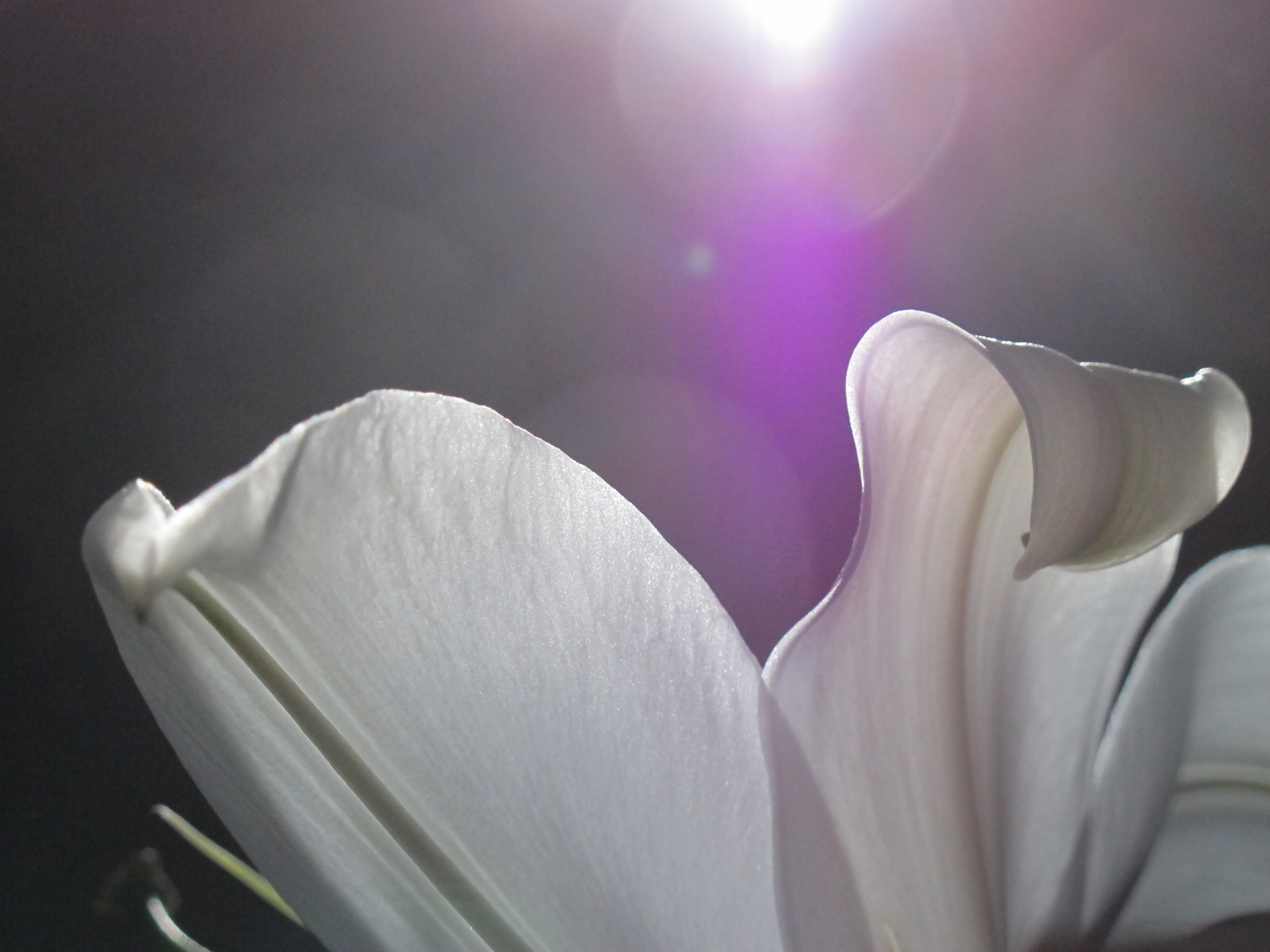 3rd PrizeAssigned Pictorial In Class 1 By Jennifer Carter For Spring Spirit Rising APR-2026.jpg
